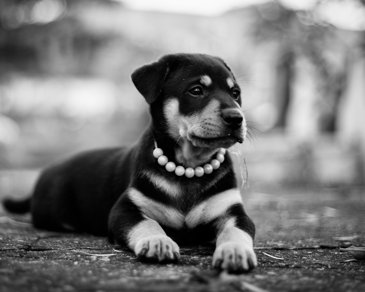 rottweiler, , , , 