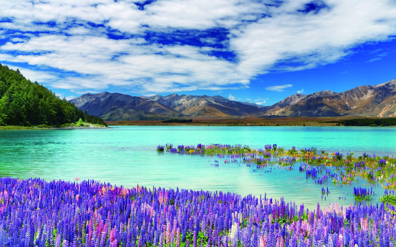  , , , new zealand, river, mountains, flowers, clouds