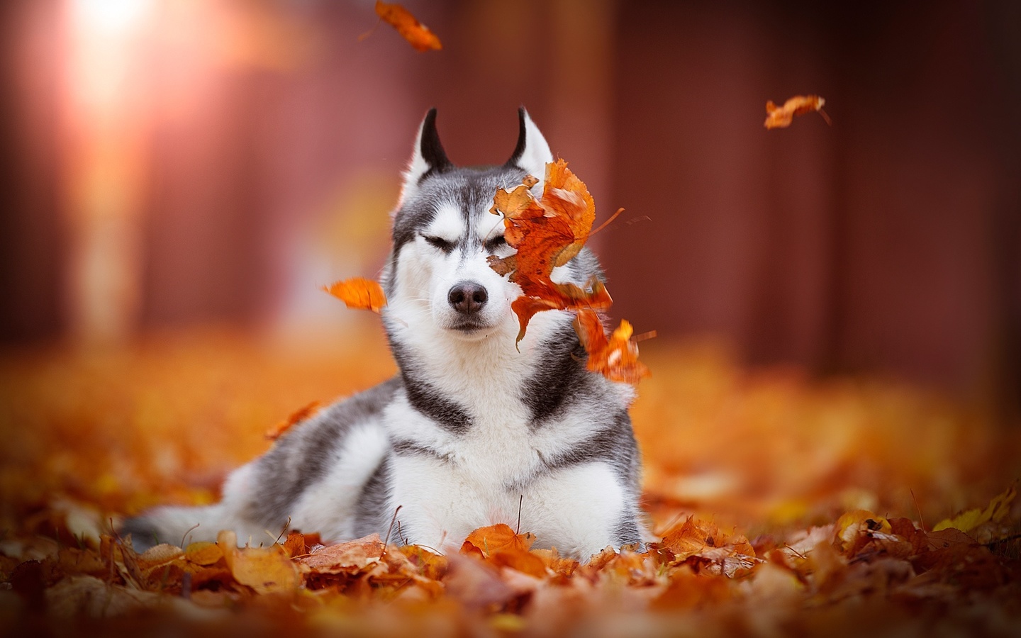 siberian husky, , 