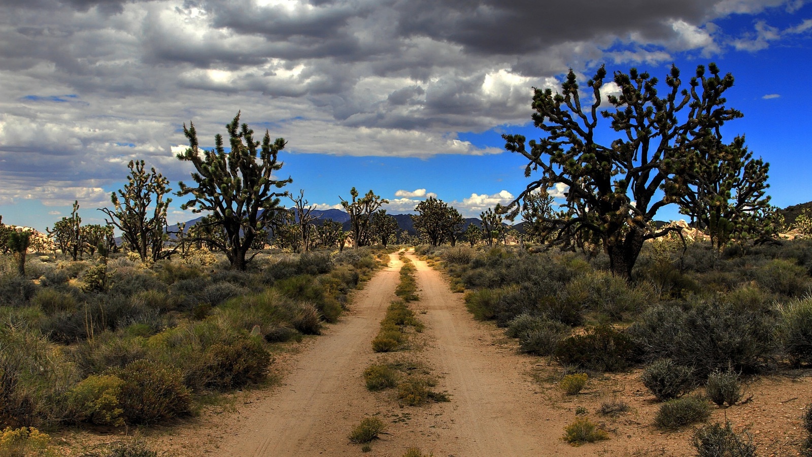 road, desert, usa, mojave, joshua trees