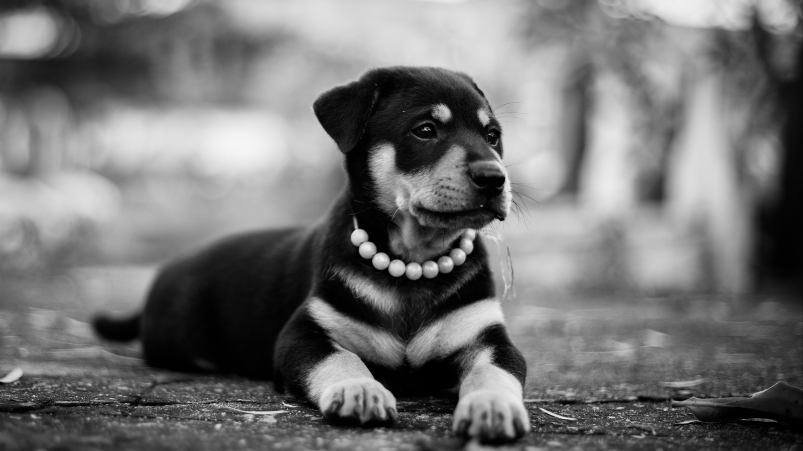 rottweiler, , , , 