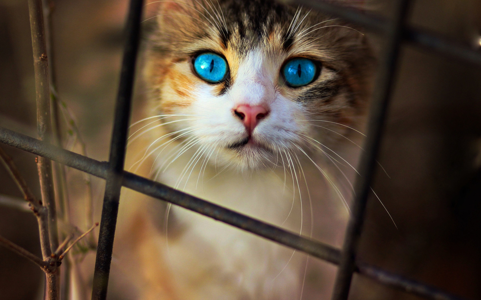 cat, blue, eyes