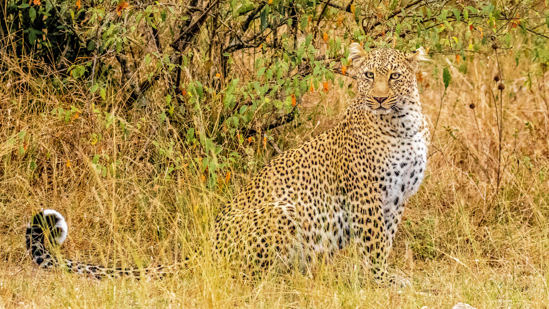 african, leopard, ,  