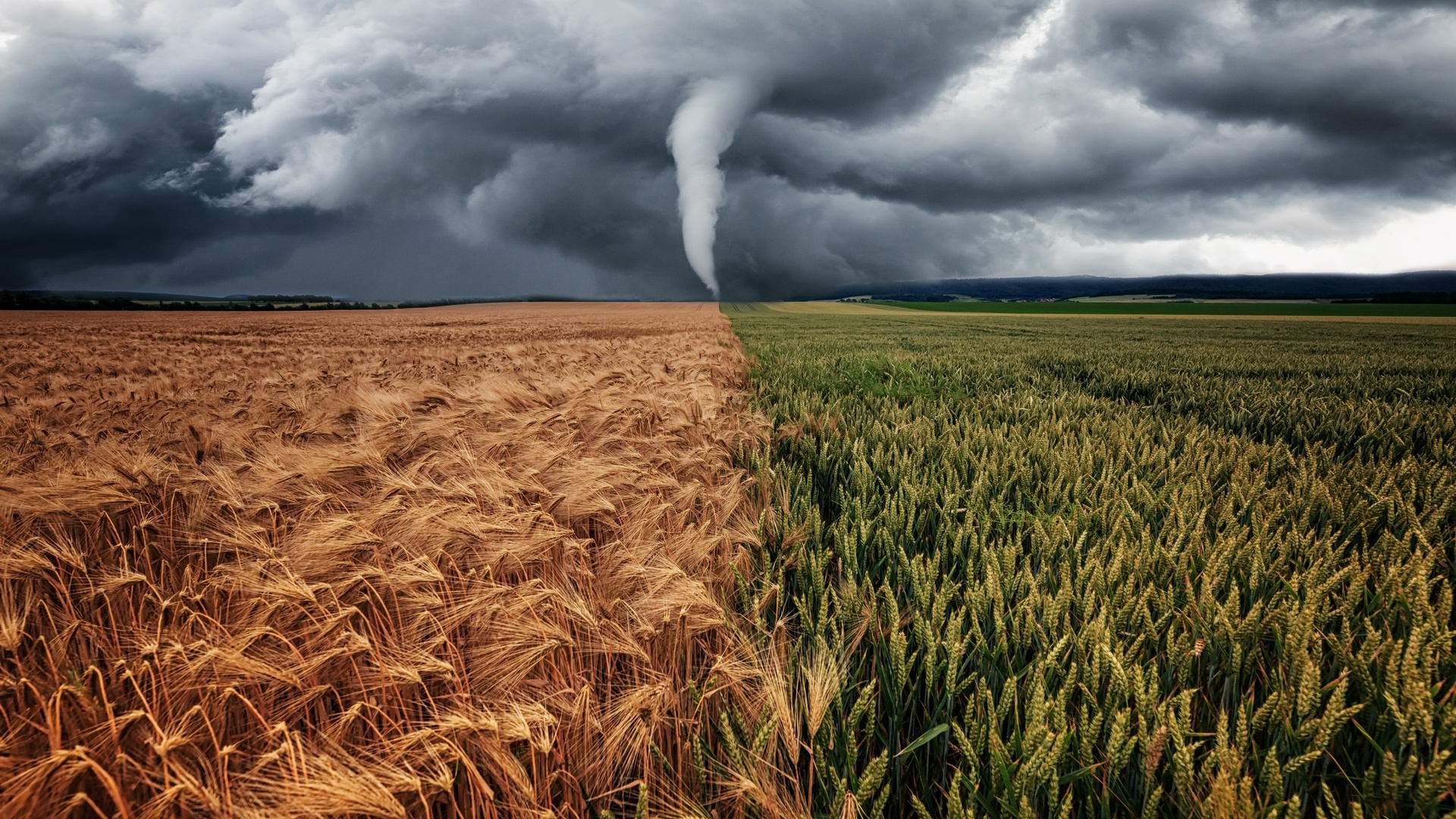 field, nature, ears, typhoon