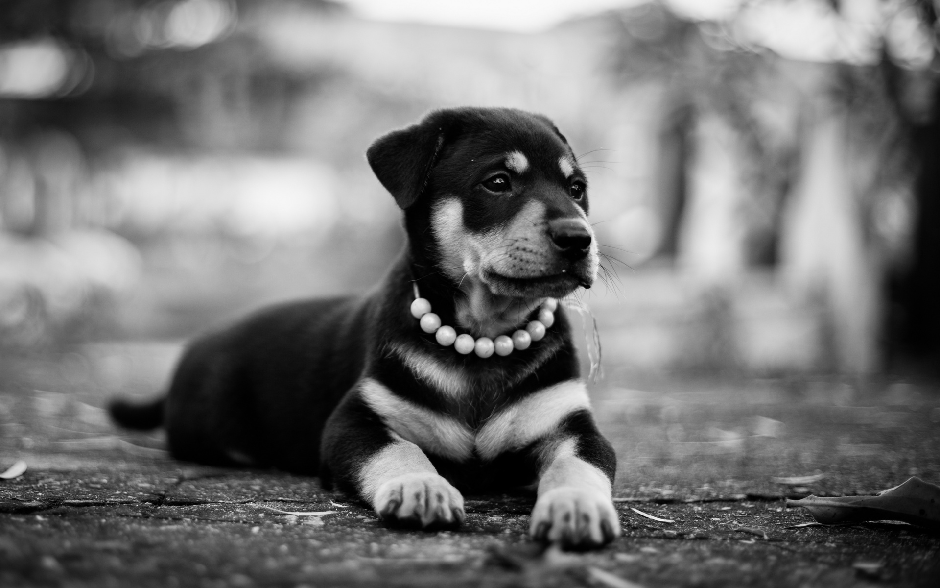 rottweiler, , , , 