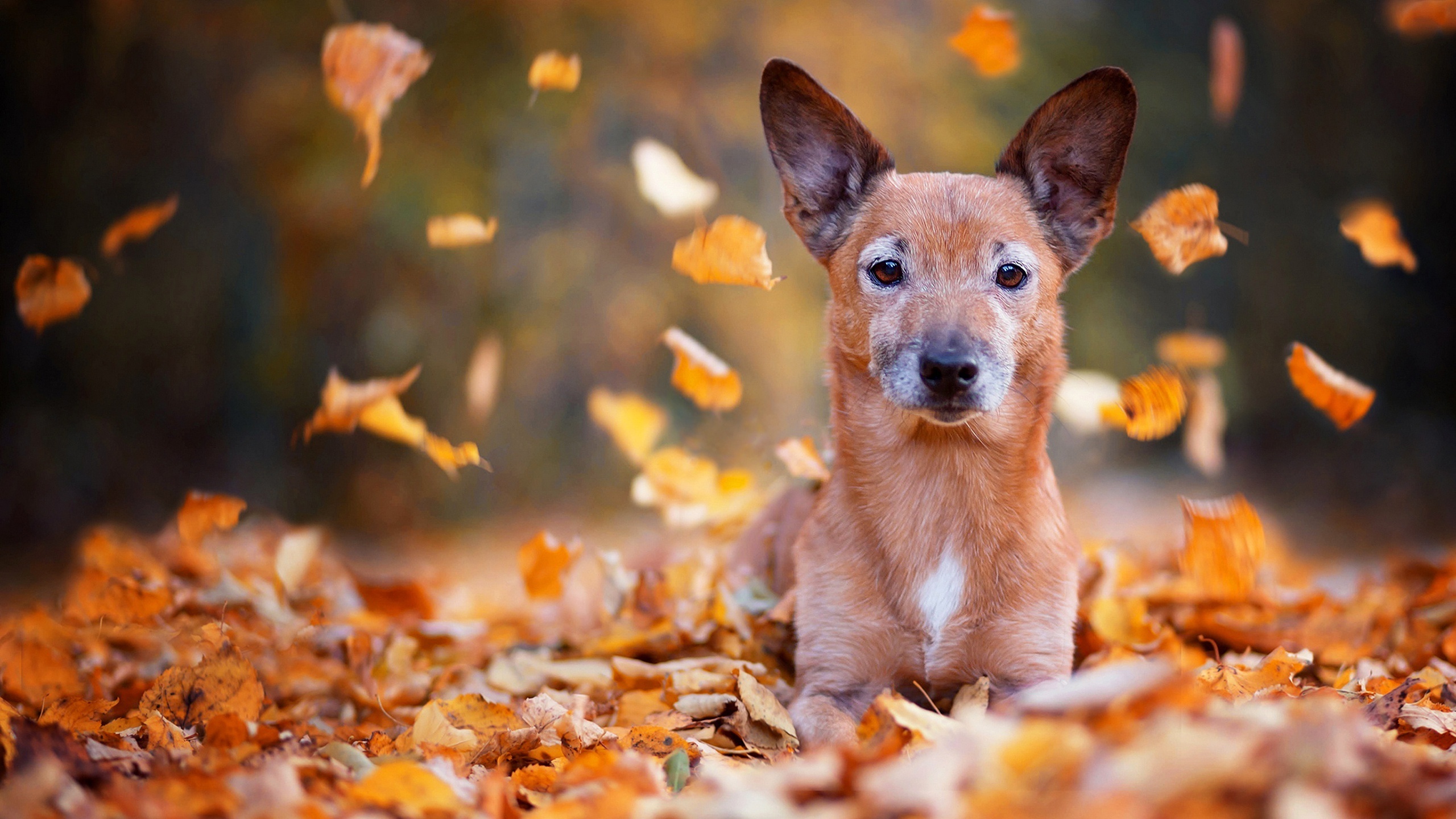 Leaf dog