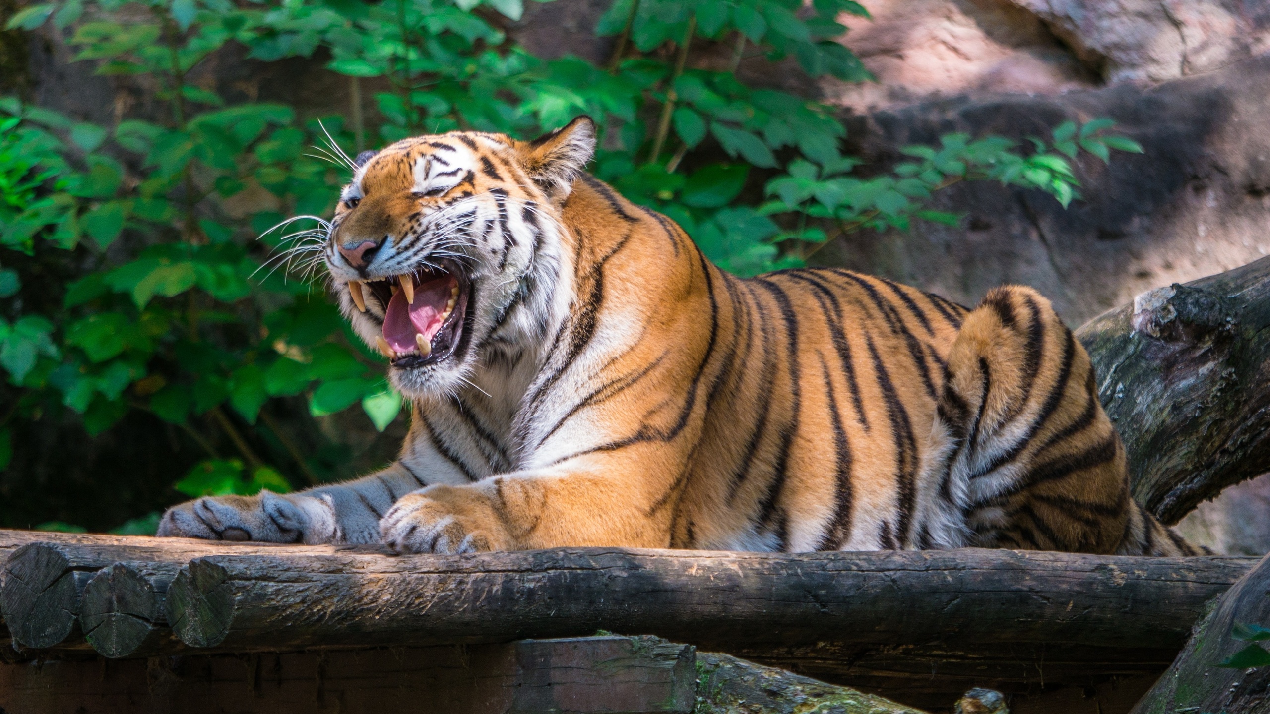 Тайгер тигр
