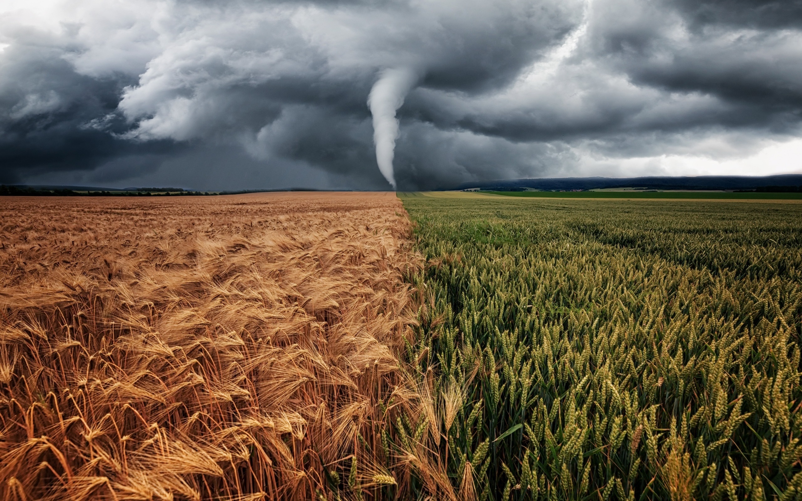 field, nature, ears, typhoon