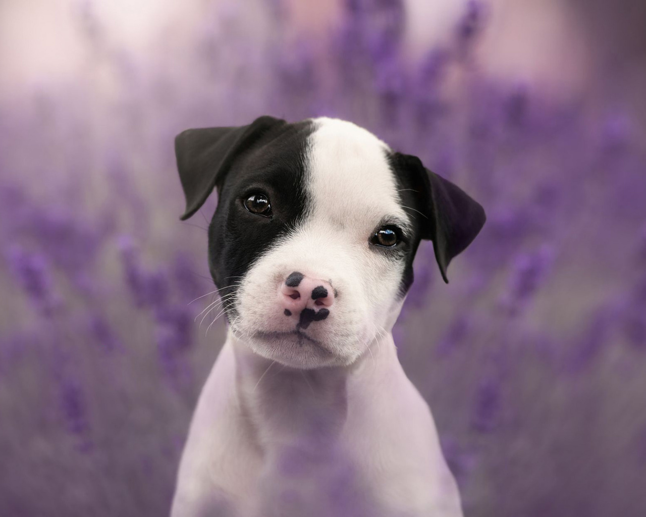 staffordshire terrier, white puppy, small dog, pets, dogs