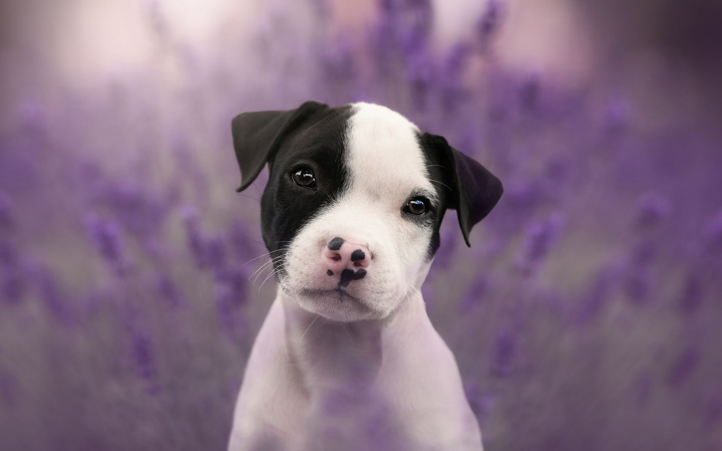 staffordshire terrier, white puppy, small dog, pets, dogs