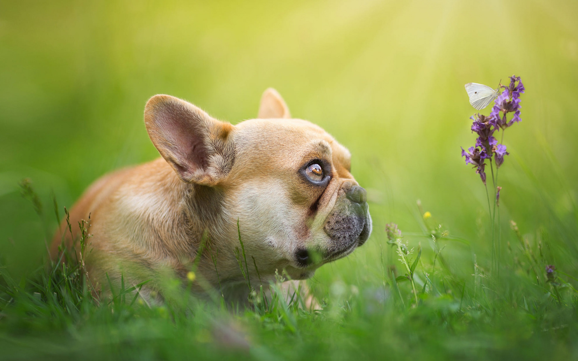 bulldog, small, dog, , , , , , , , 