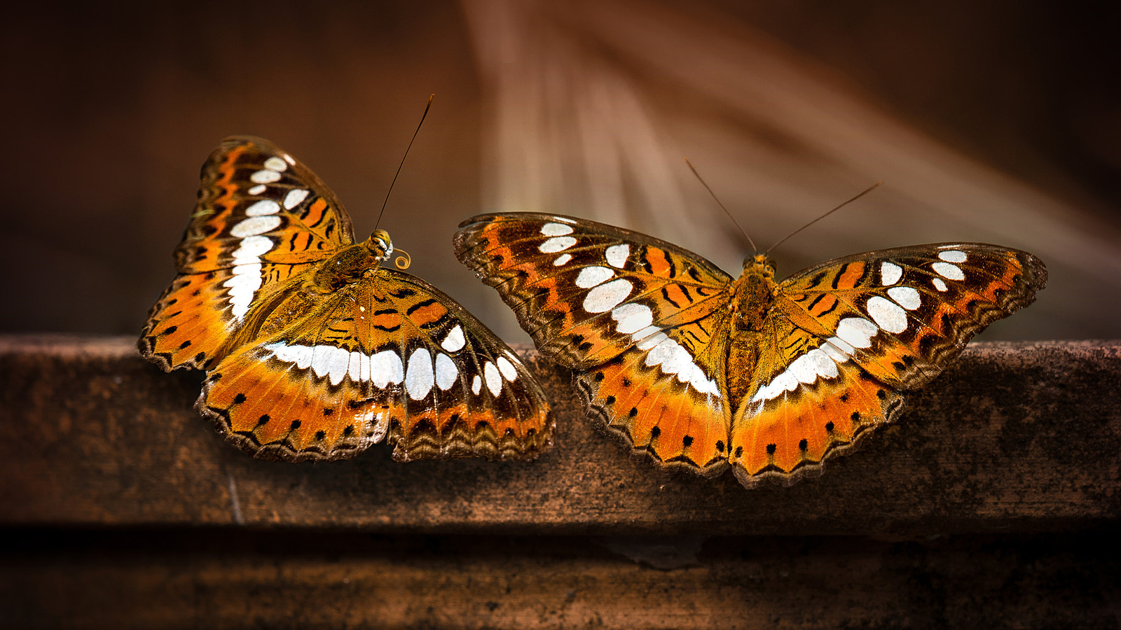 , , moduza procris, butterfly, , , sunil