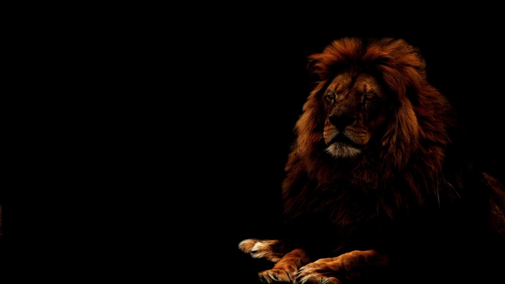 Фото Чёрный лев, более 69 качественных бесплатных стоковых фото