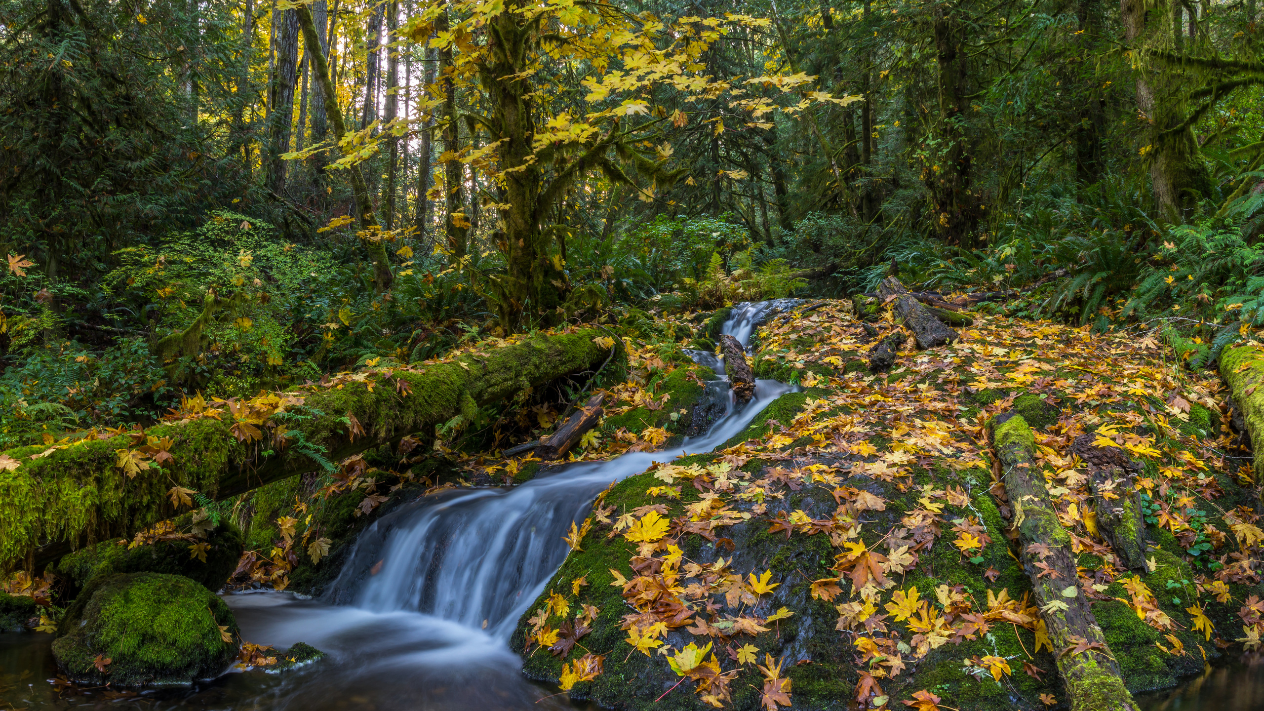 matheson creek, , , 