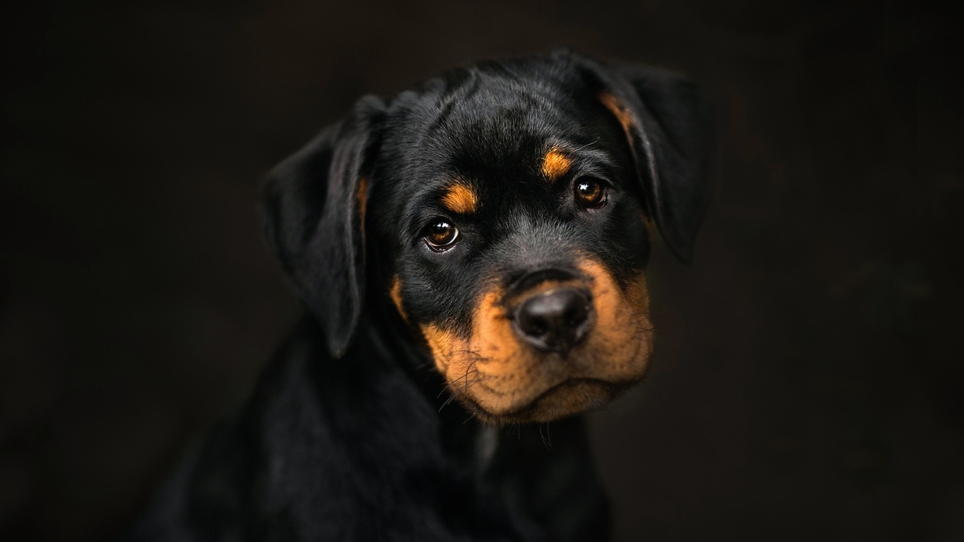 , , , frelka, background, dog, puppy, rottweiler