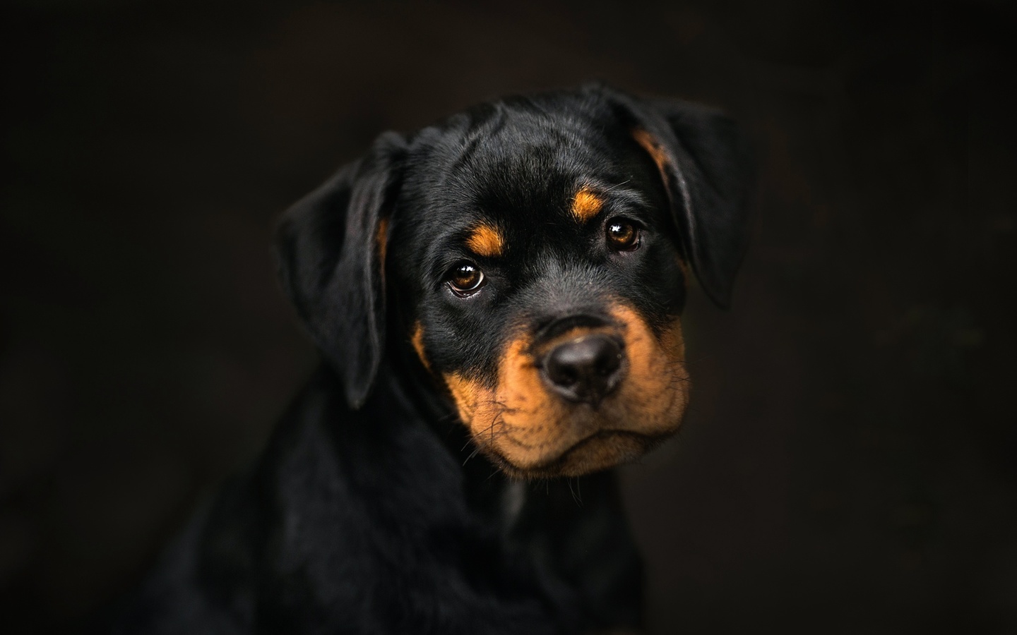 , , , frelka, background, dog, puppy, rottweiler