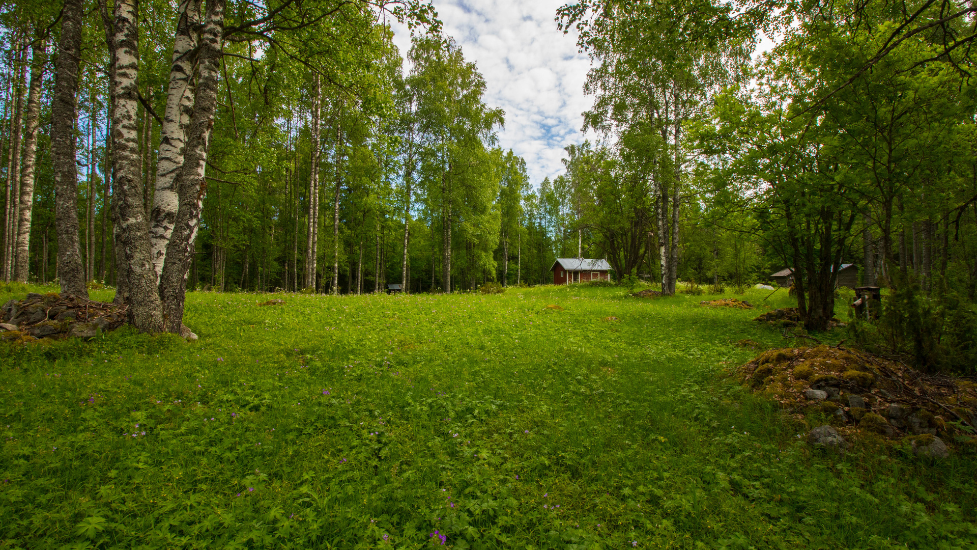 Картинка лес березы