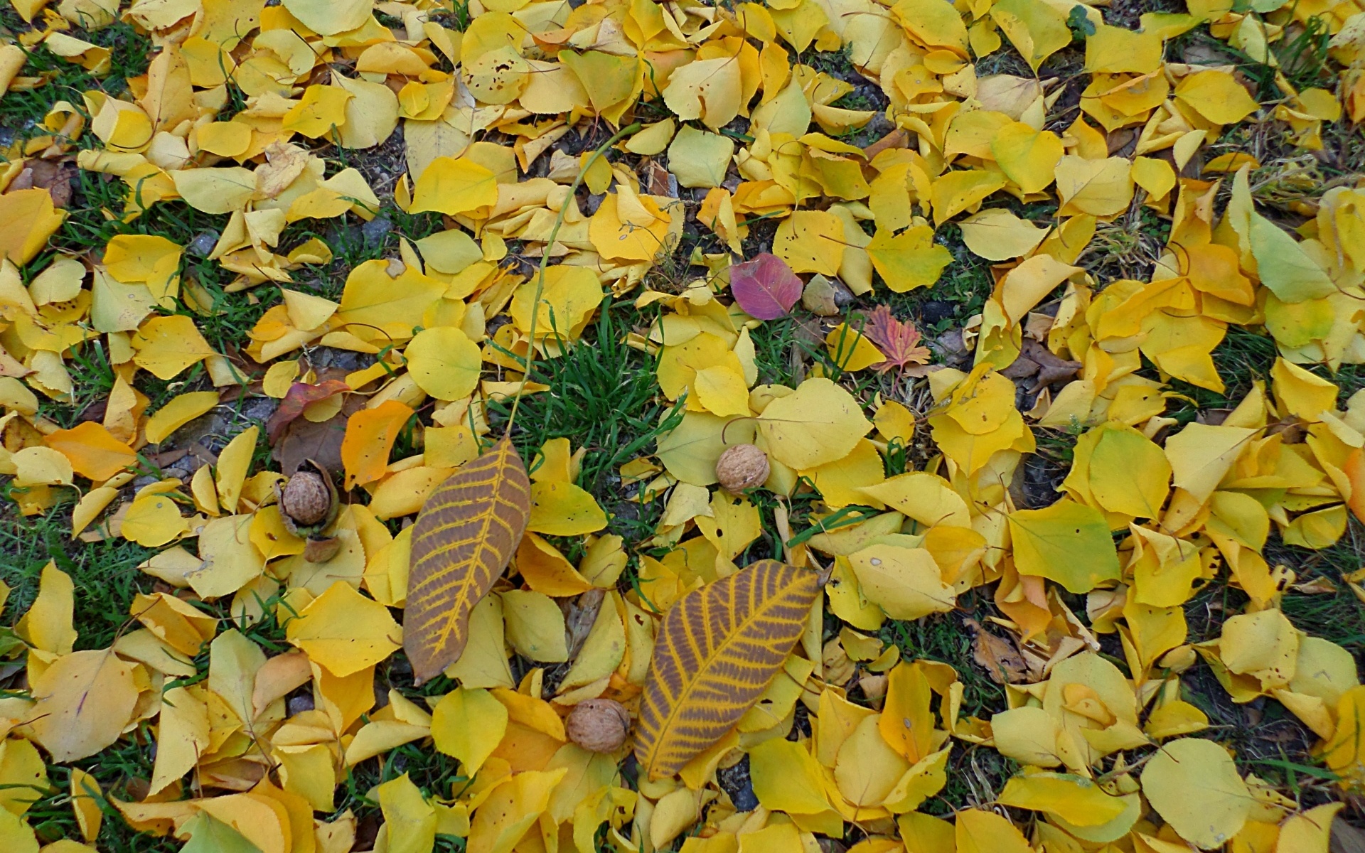 Лесные орехи и осенние листья