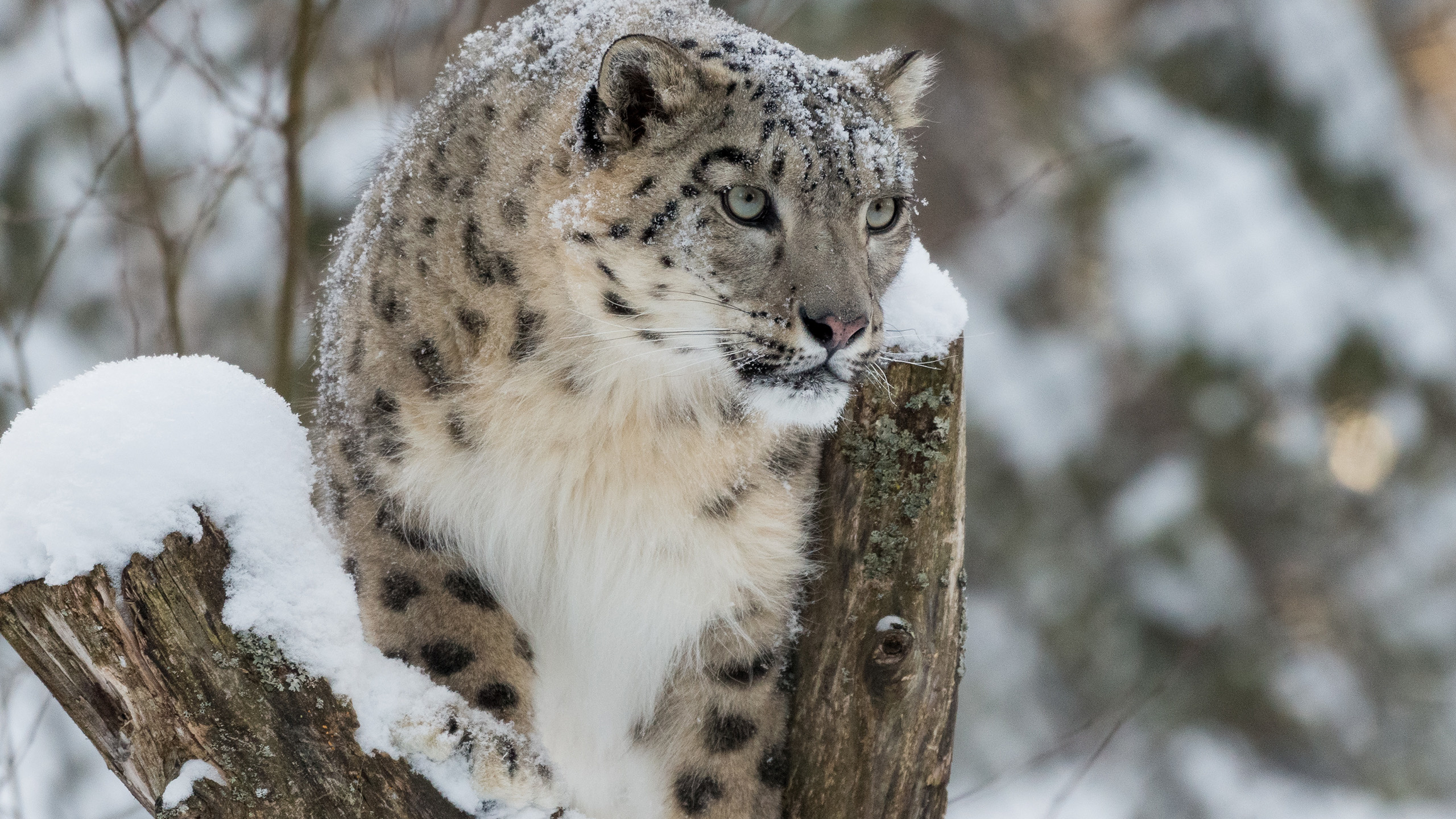 , ,  , , ,  , snow, winter, snow leopard, irbis, bars, wild cat