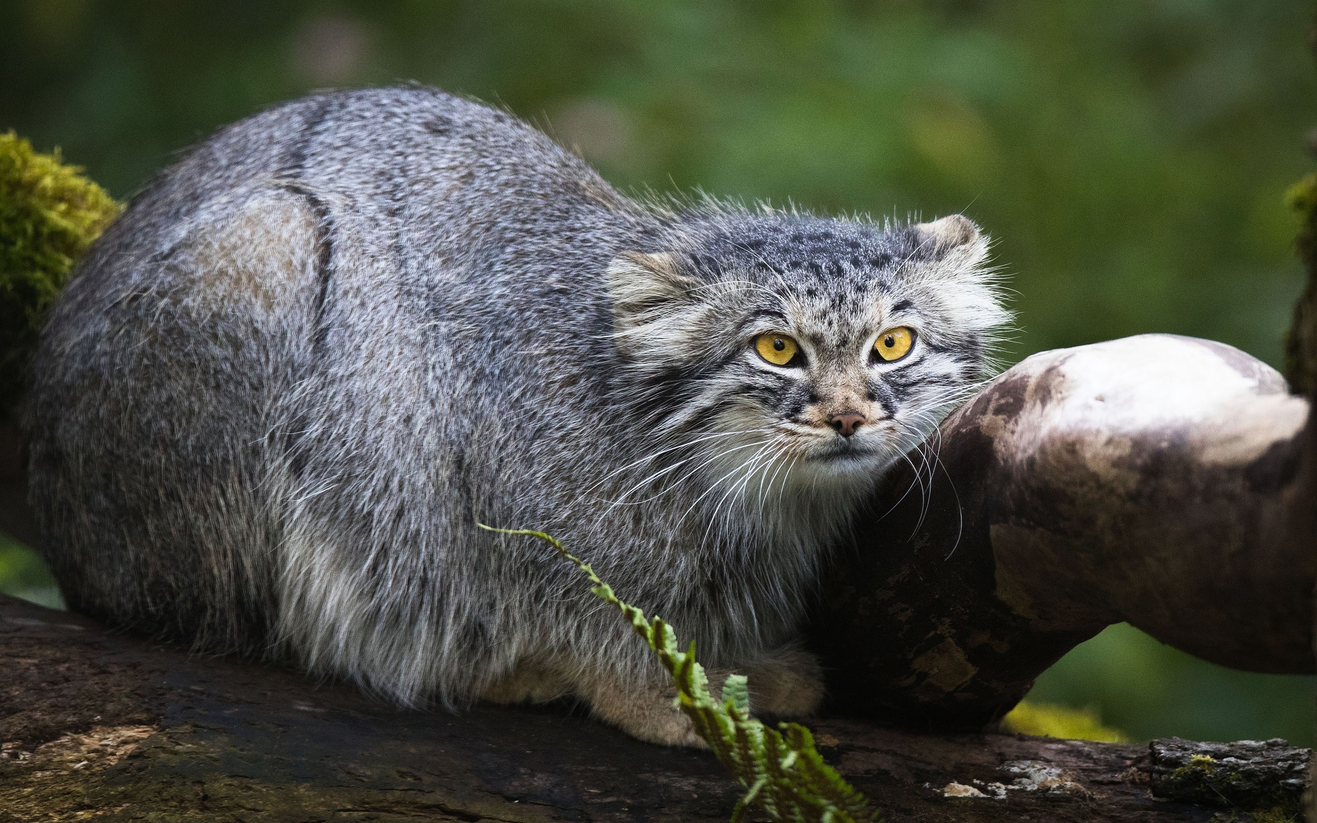 , manul, blick tiere hintergrundbilder pallaskatze, starren bilde