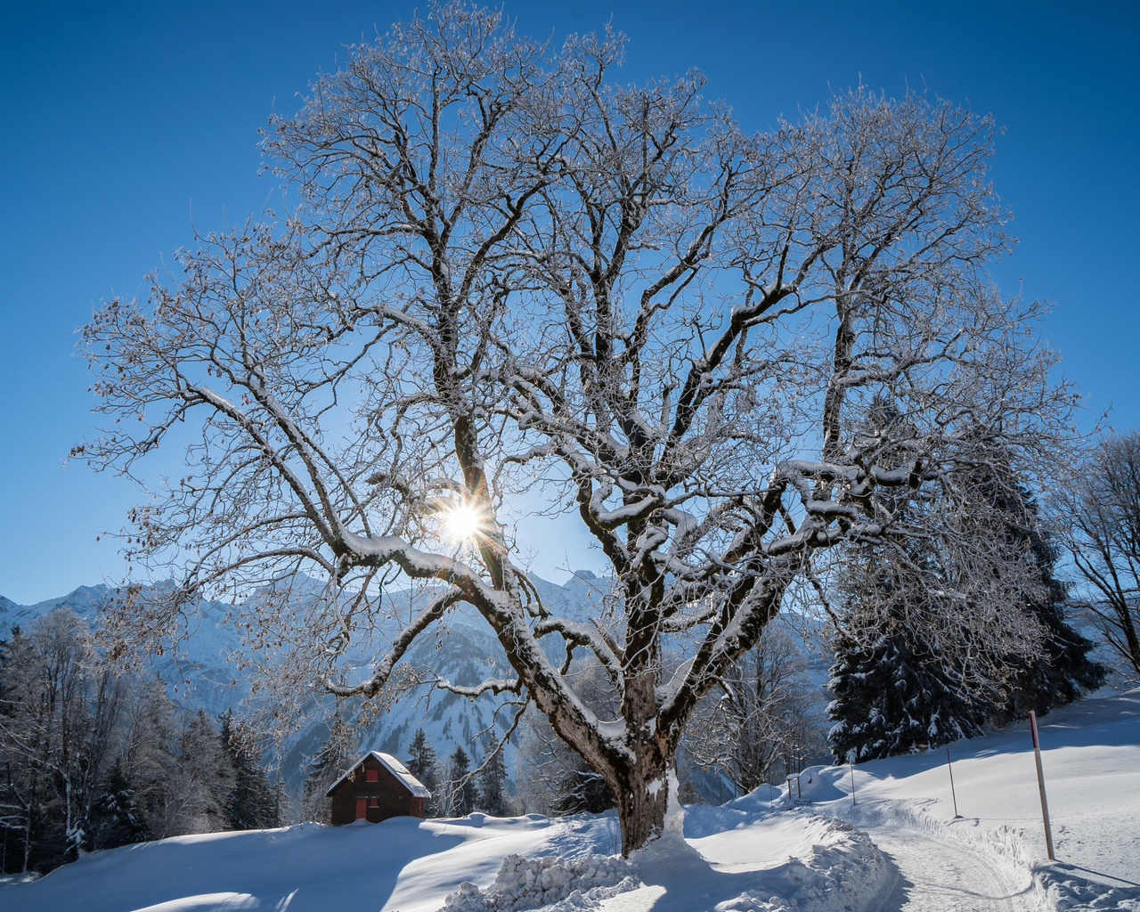 , , braunwald, , ,  , 