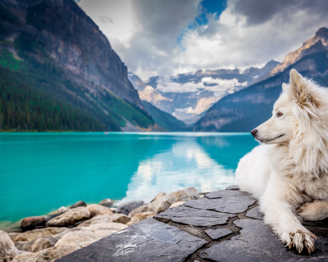 dog, lake, louise