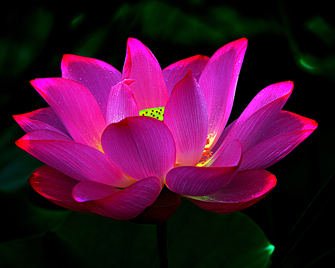 lotus, , 