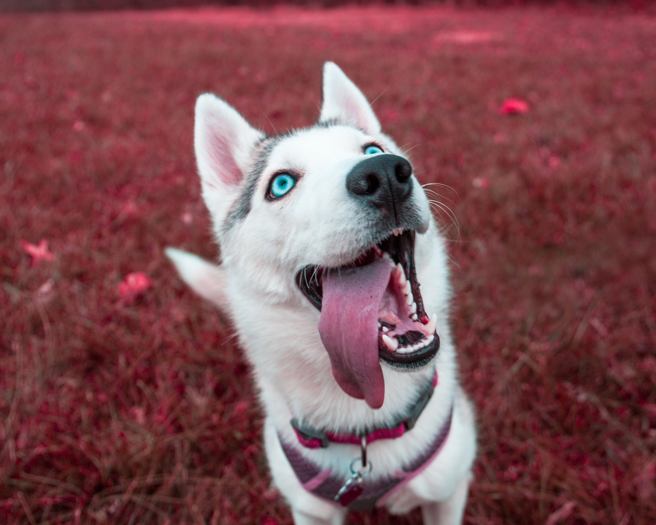 siberian, husky, , , 