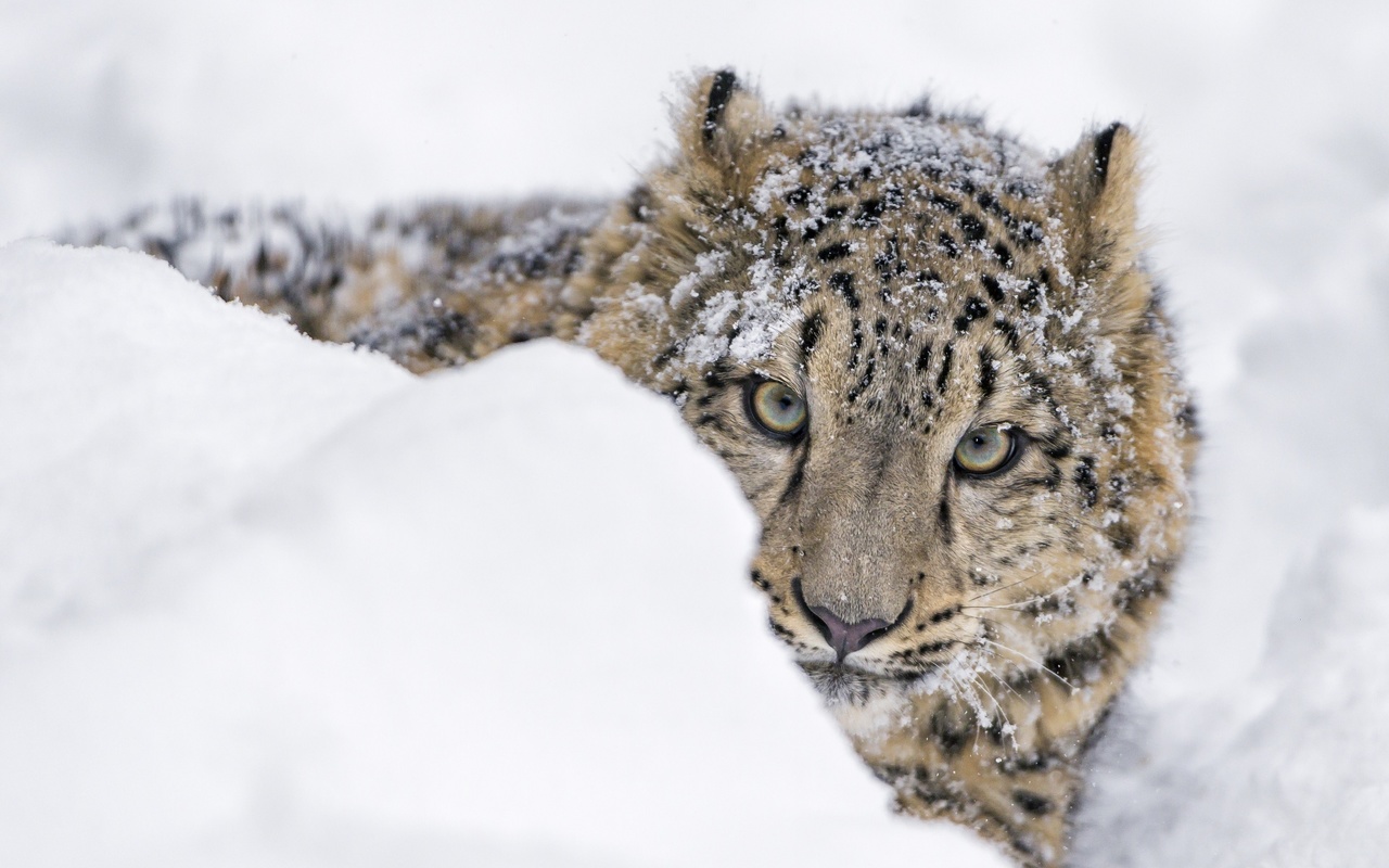  , , snow leopard, irbis, cubs