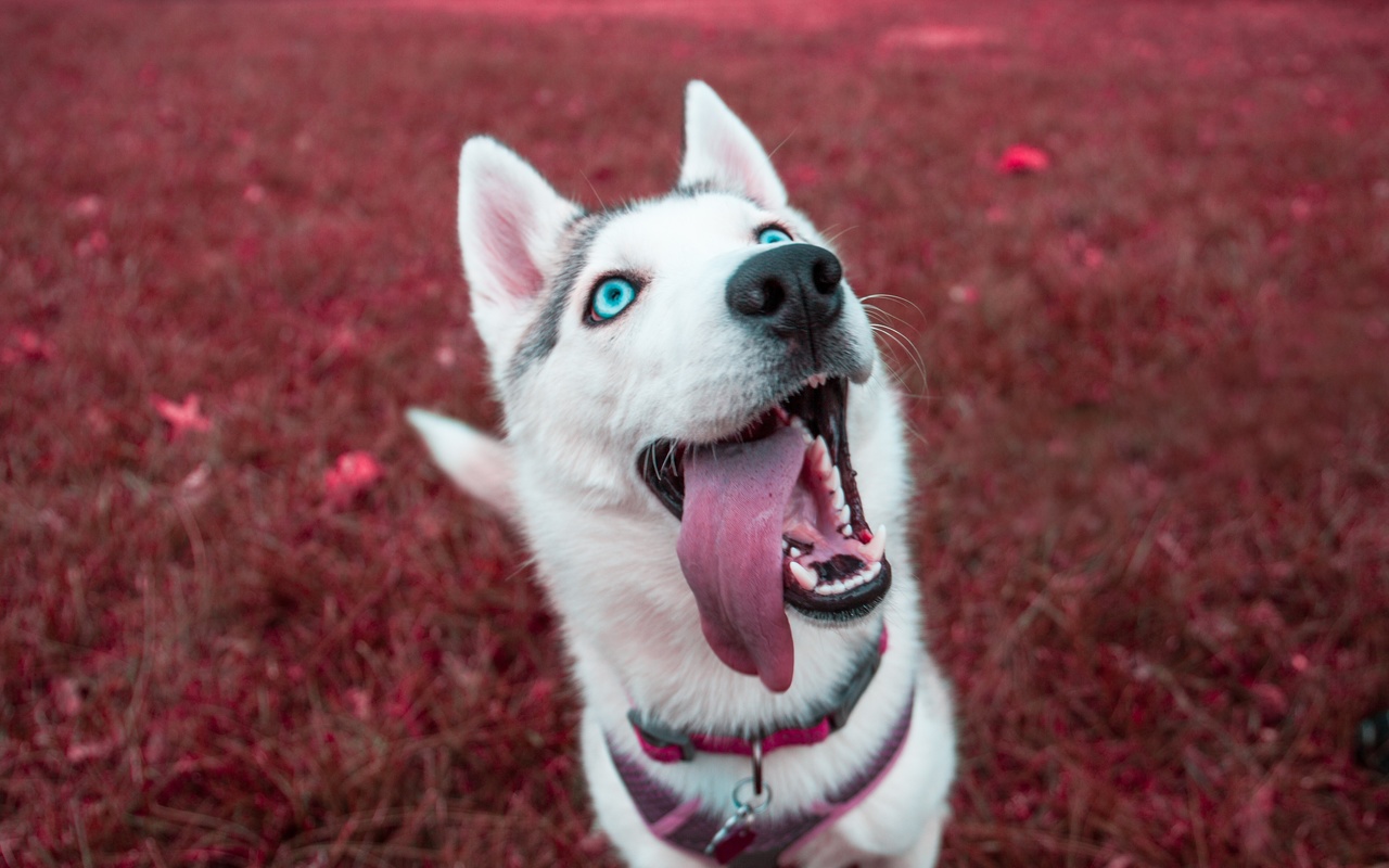 siberian, husky, , , 