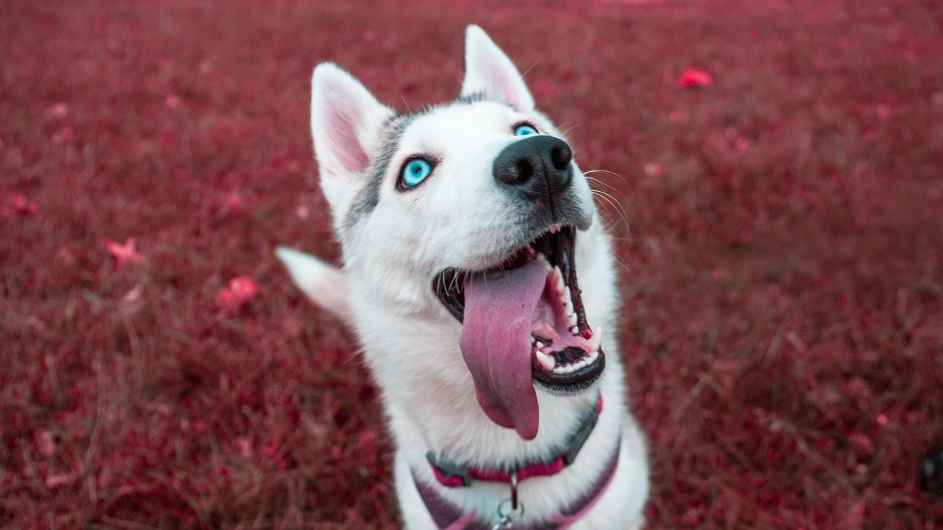 siberian, husky, , , 