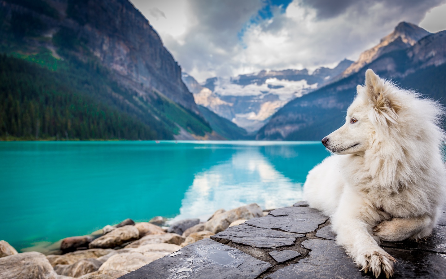 dog, lake, louise