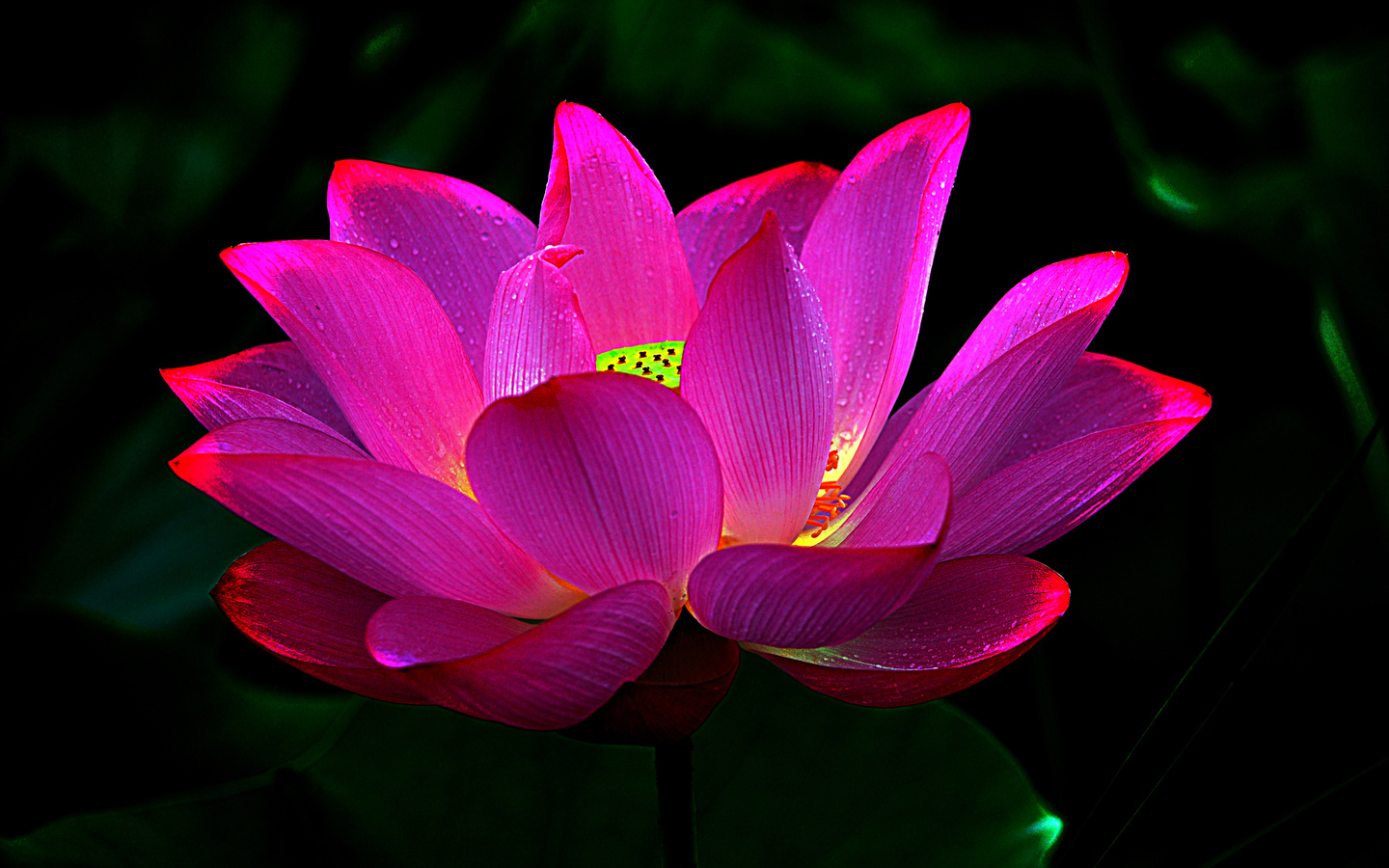 lotus, , 