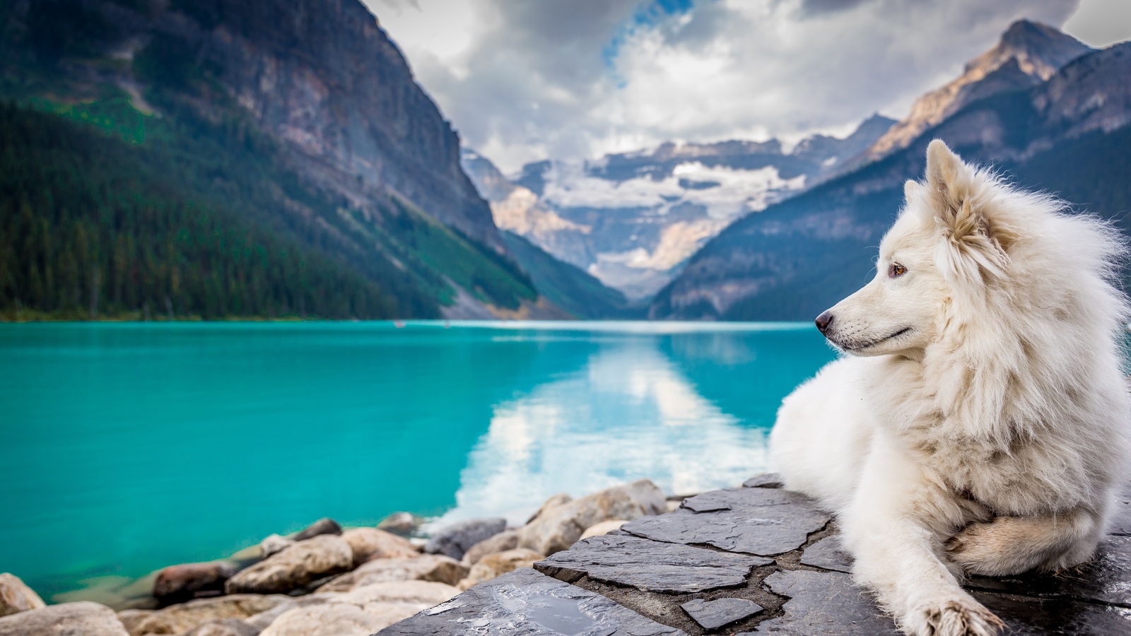 dog, lake, louise