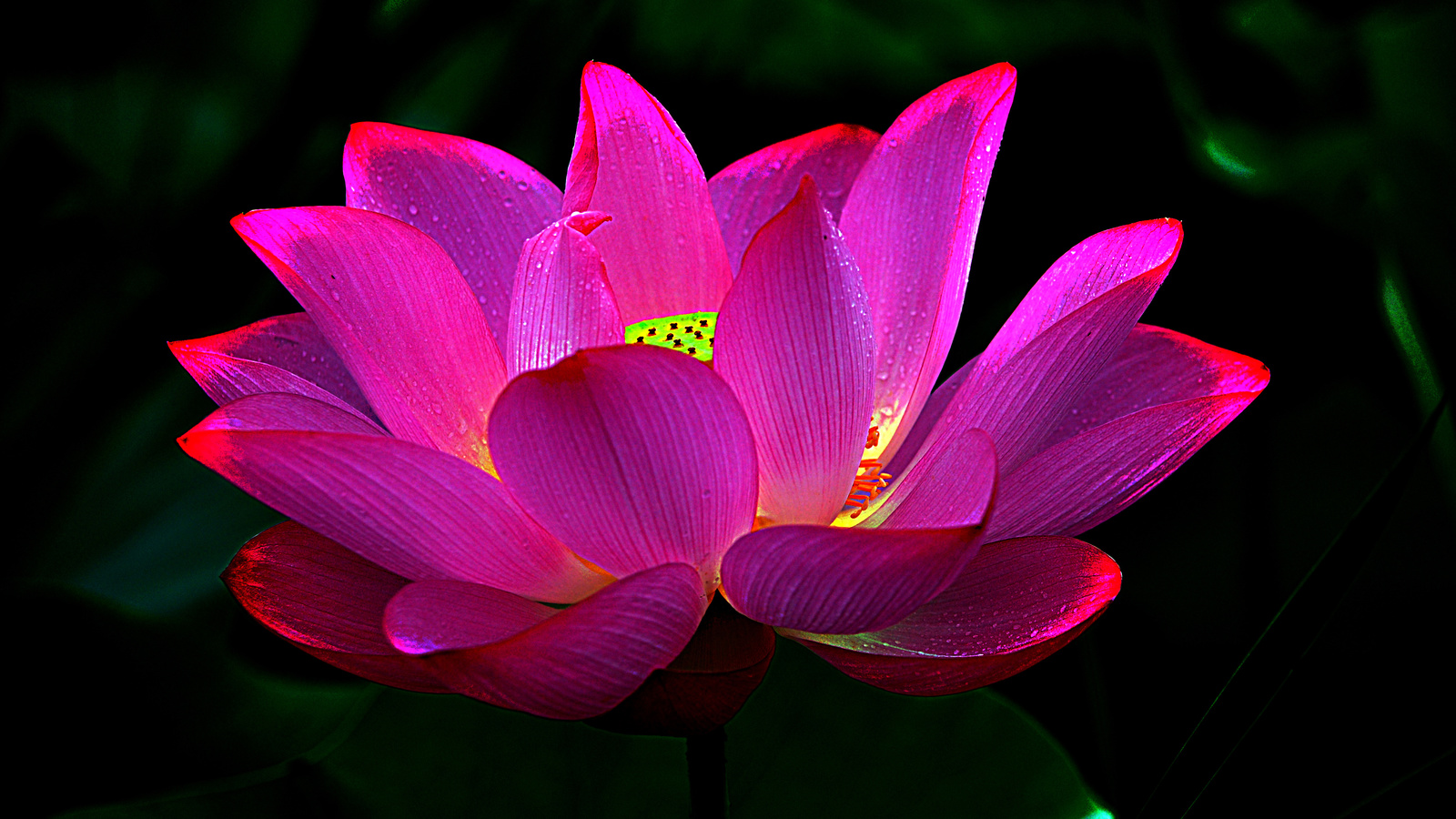 lotus, , 