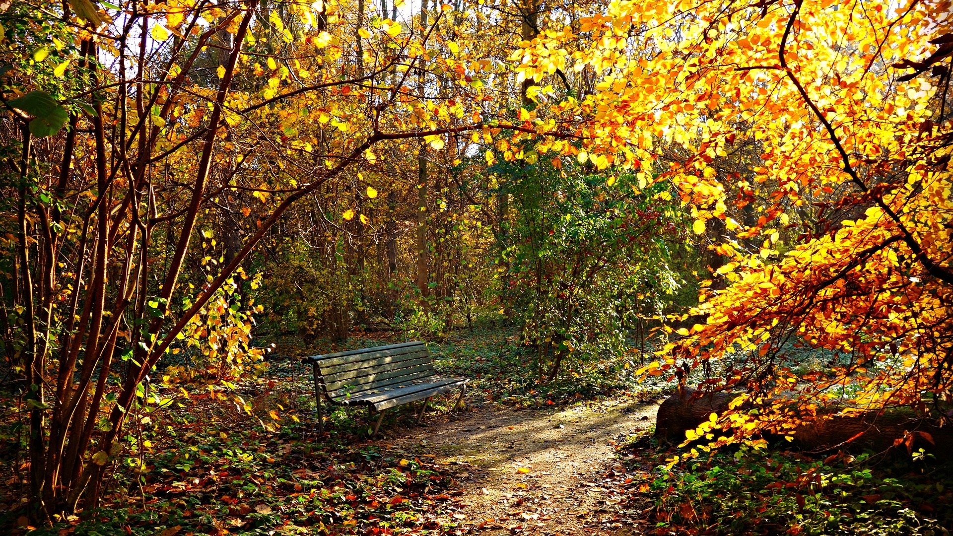 Картина осень парк скамейка