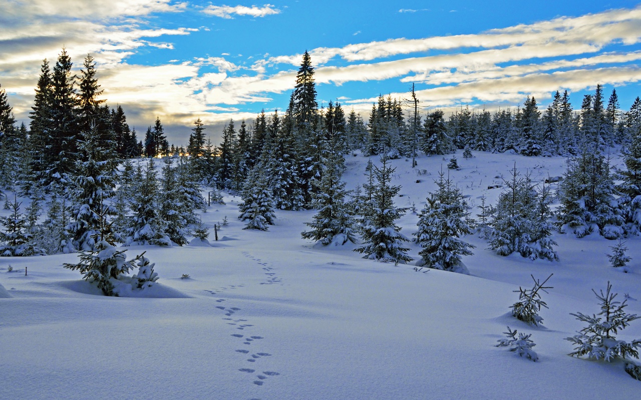 , , , , , sky, winter, snow, norway, trees, vestmarka