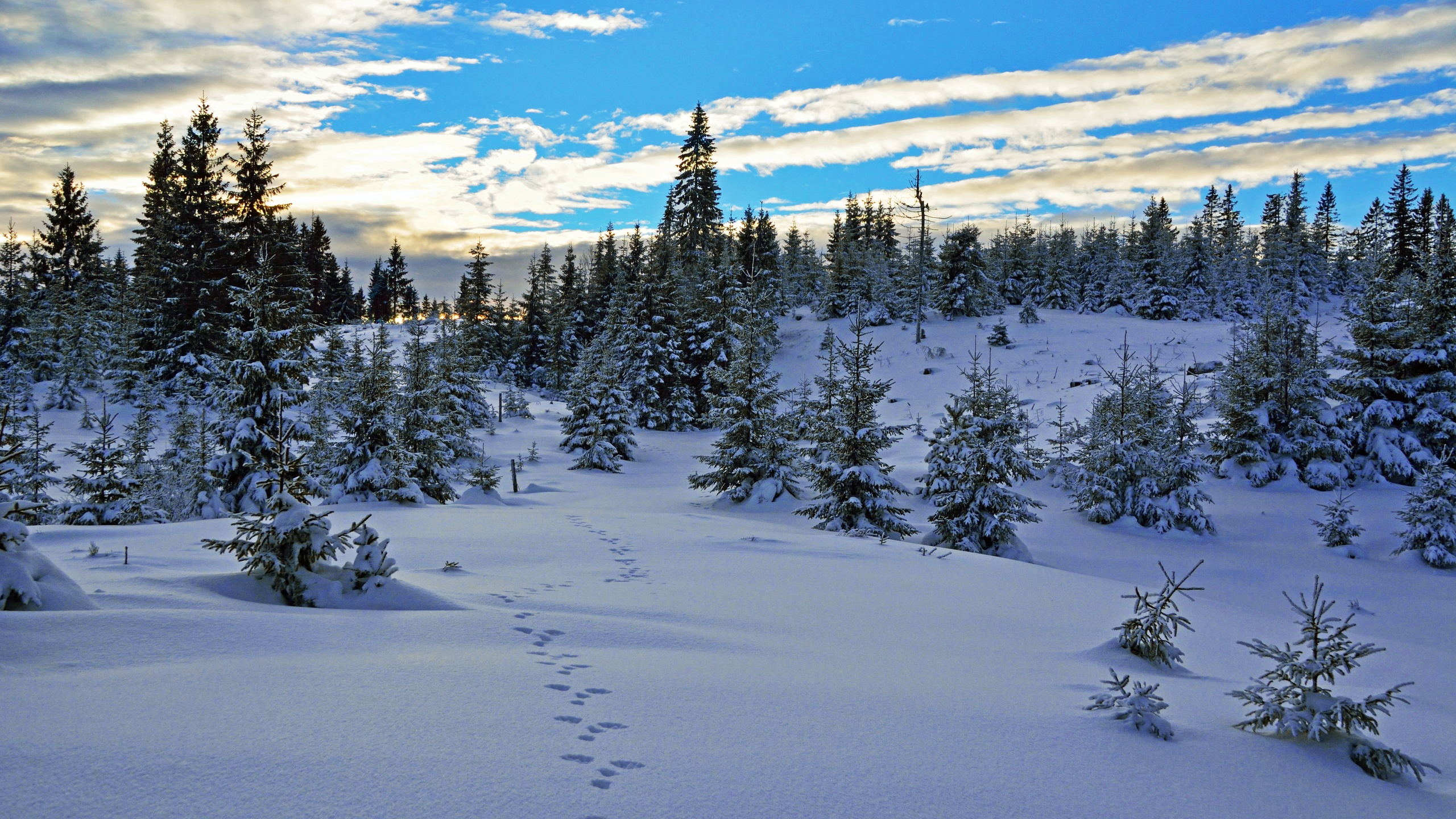 , , , , , sky, winter, snow, norway, trees, vestmarka