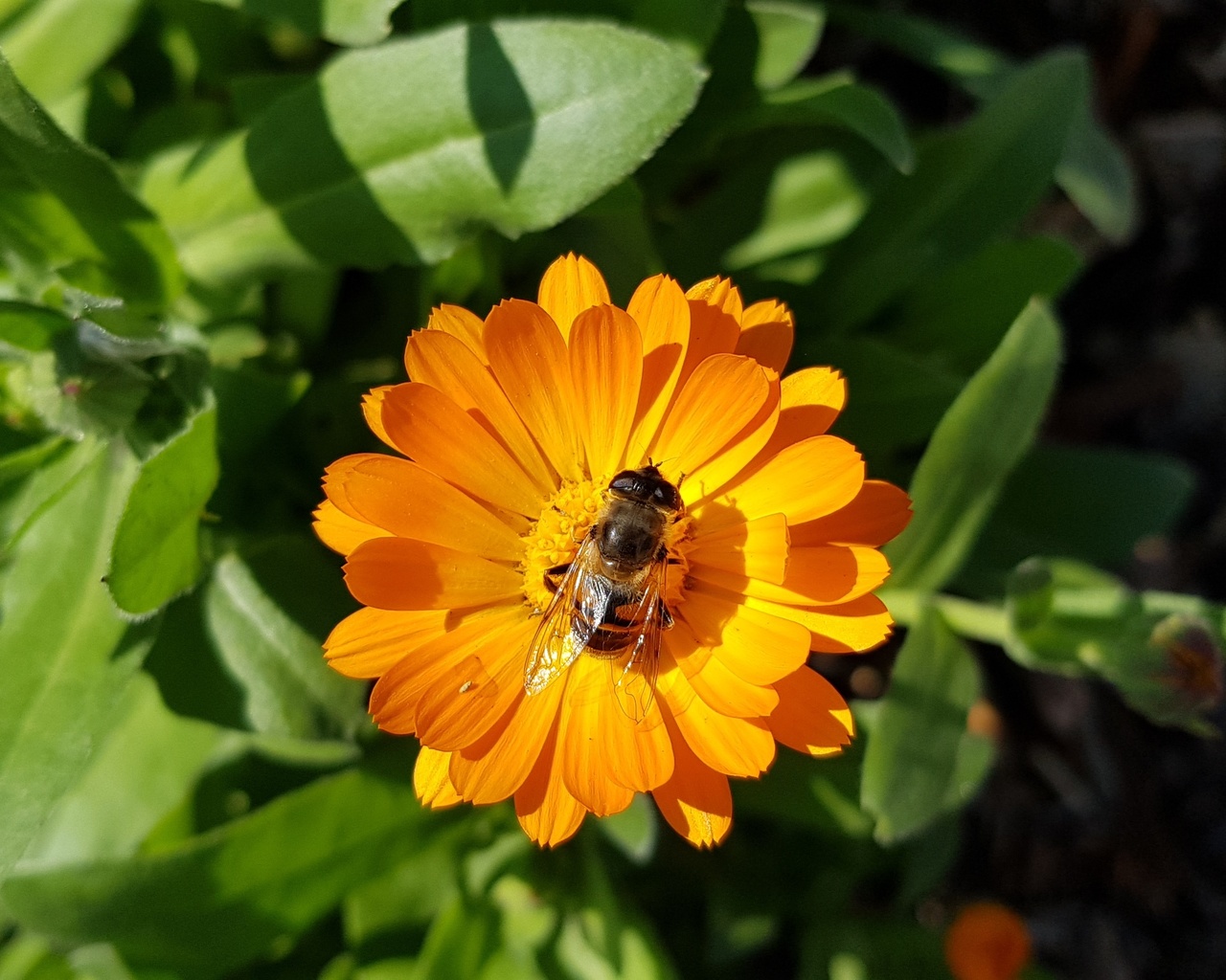 flowers, bees, green, nature, ,,