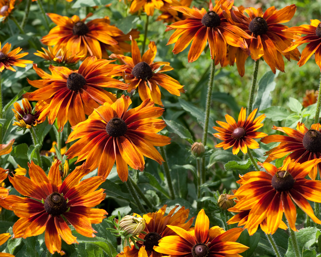 rudbeckia, , 