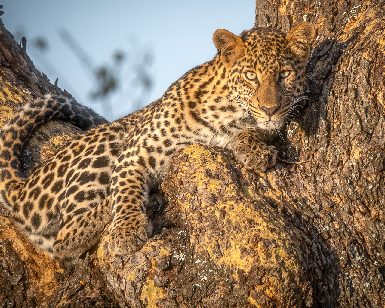 african leopard, panthera, , , 