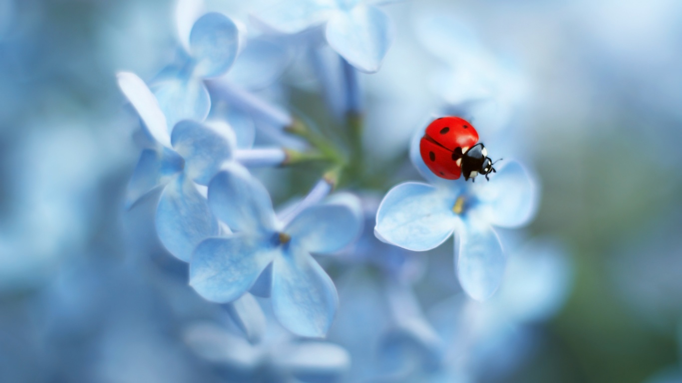  , ladybug flower, , 