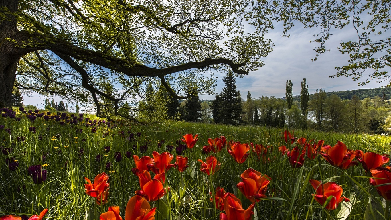 ,  , mainau island, , , , , , , , , 