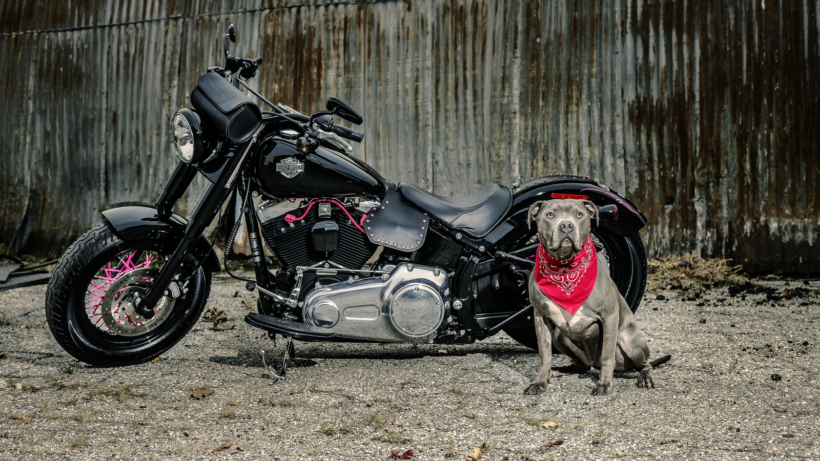 harley davidson, dog, , 