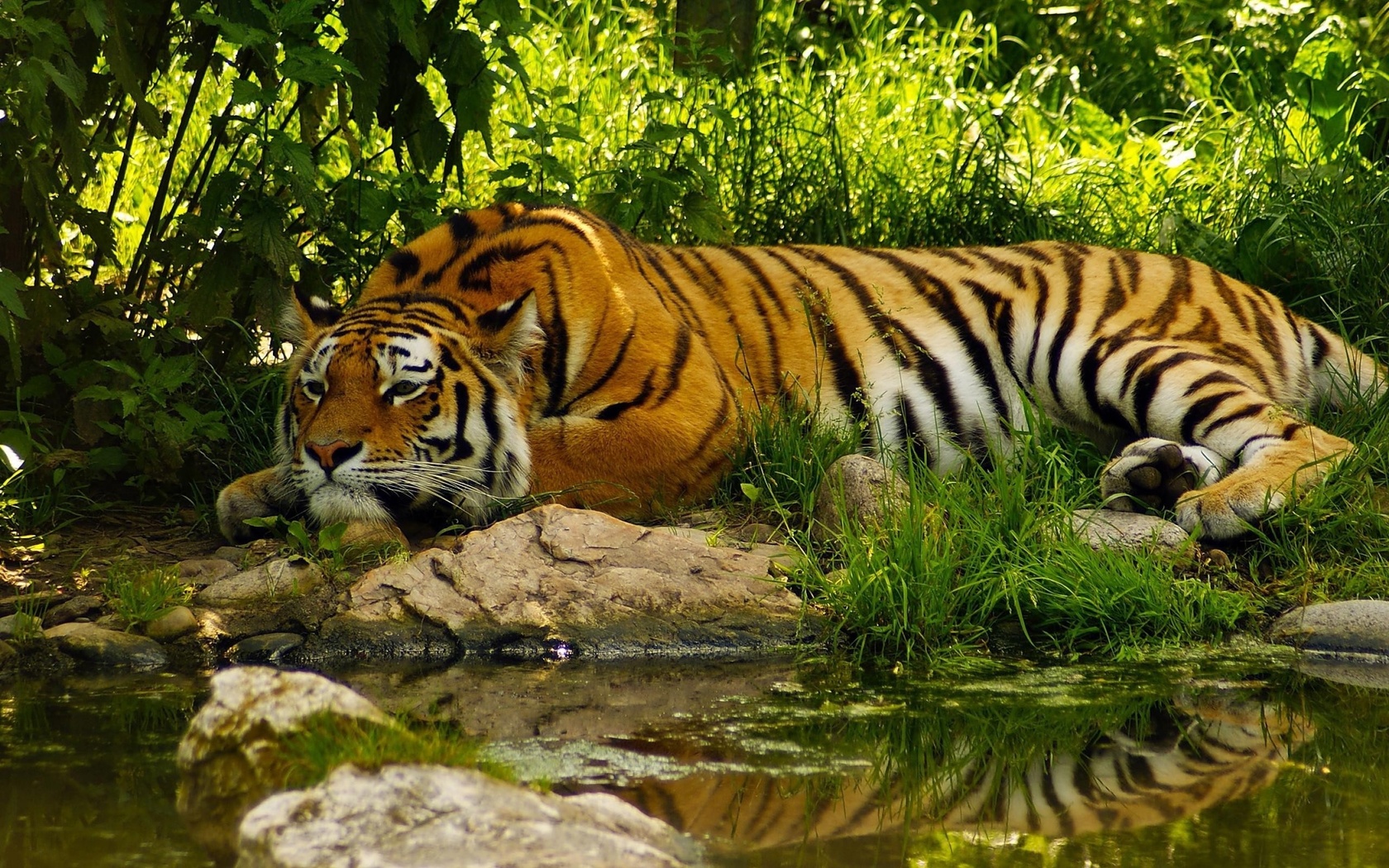 , , , , jungle, tiger, water, summer