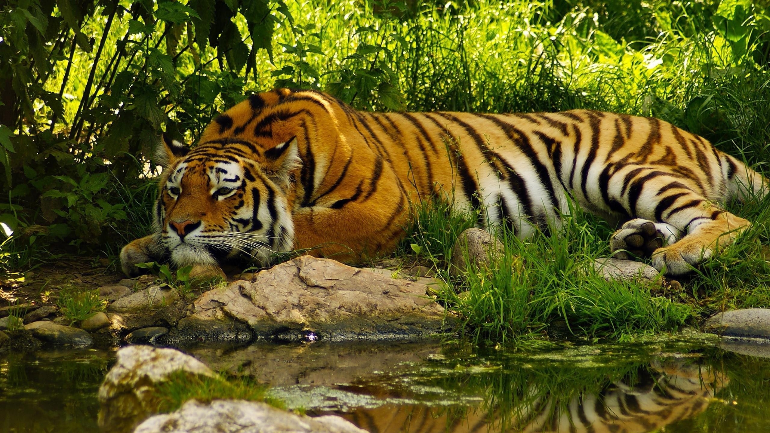 , , , , jungle, tiger, water, summer