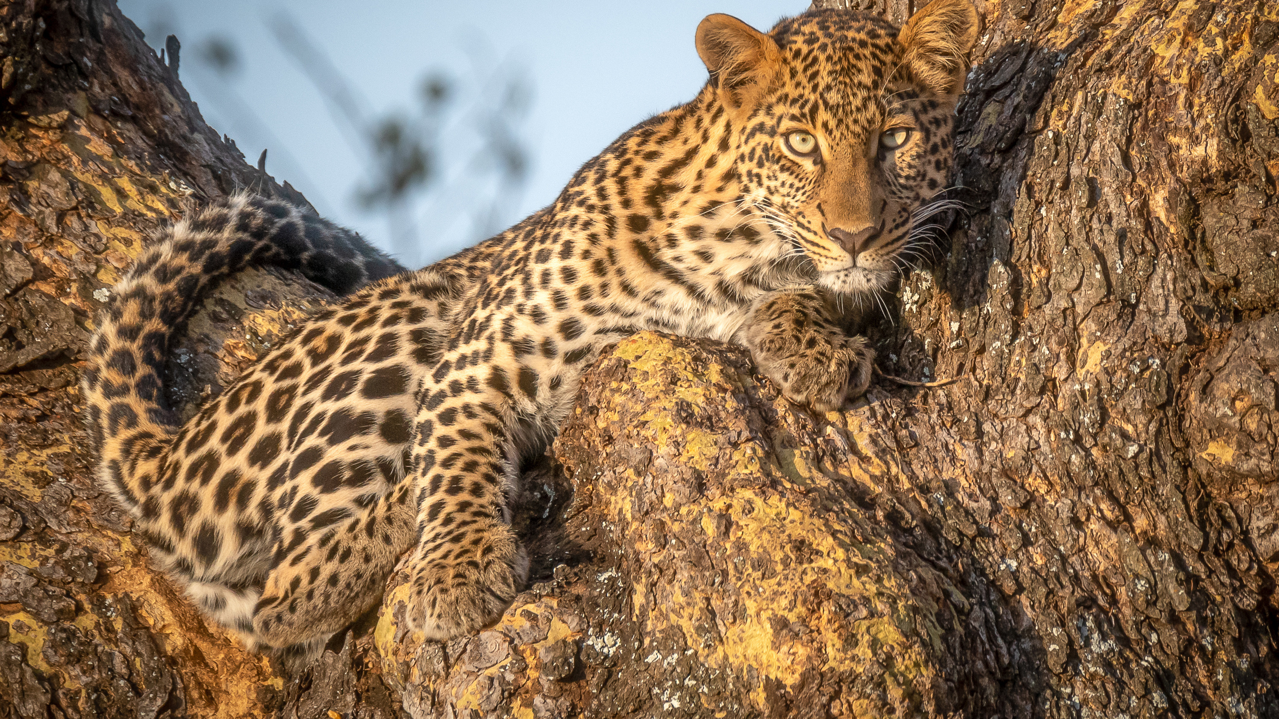 african leopard, panthera, , , 