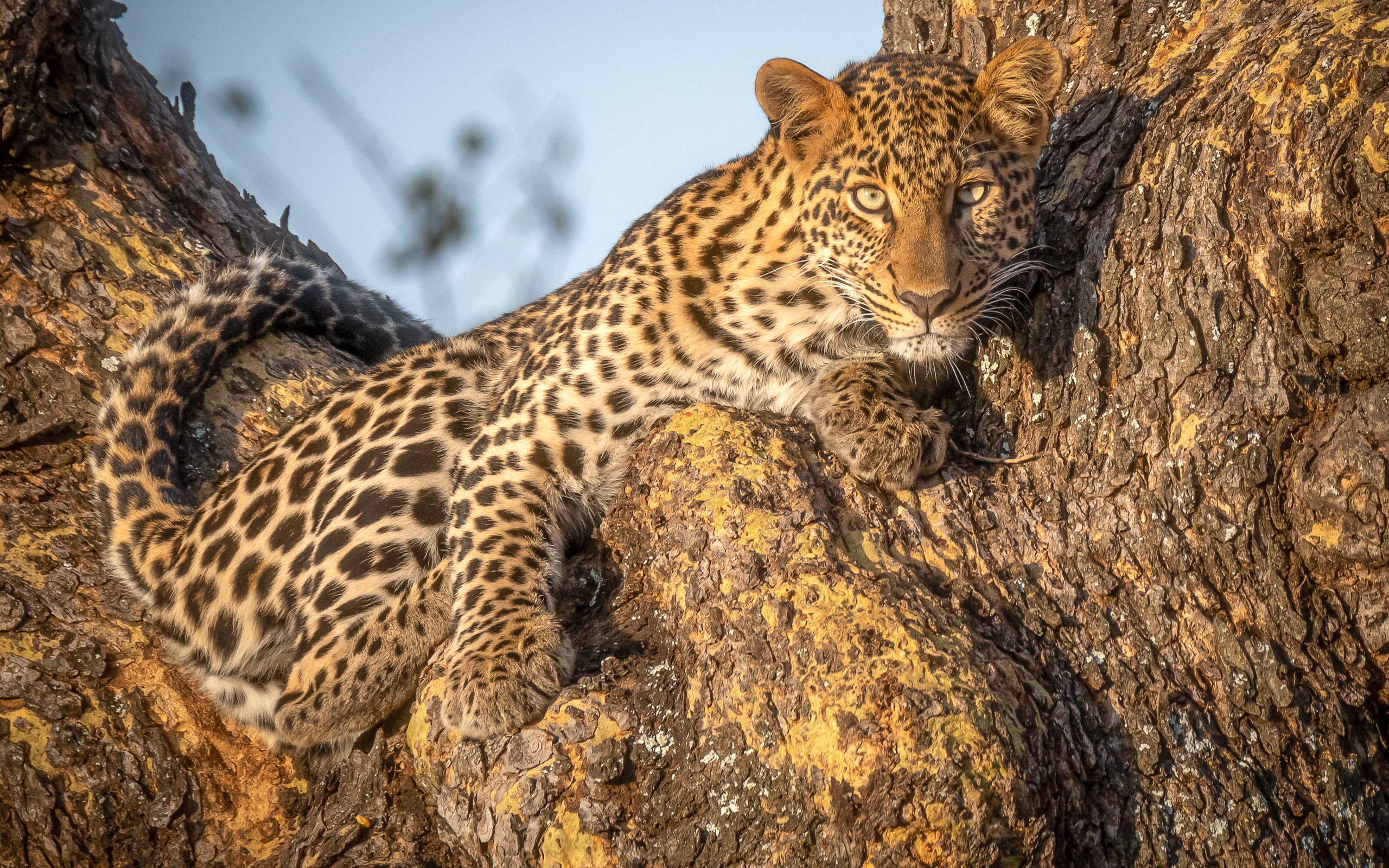 african leopard, panthera, , , 