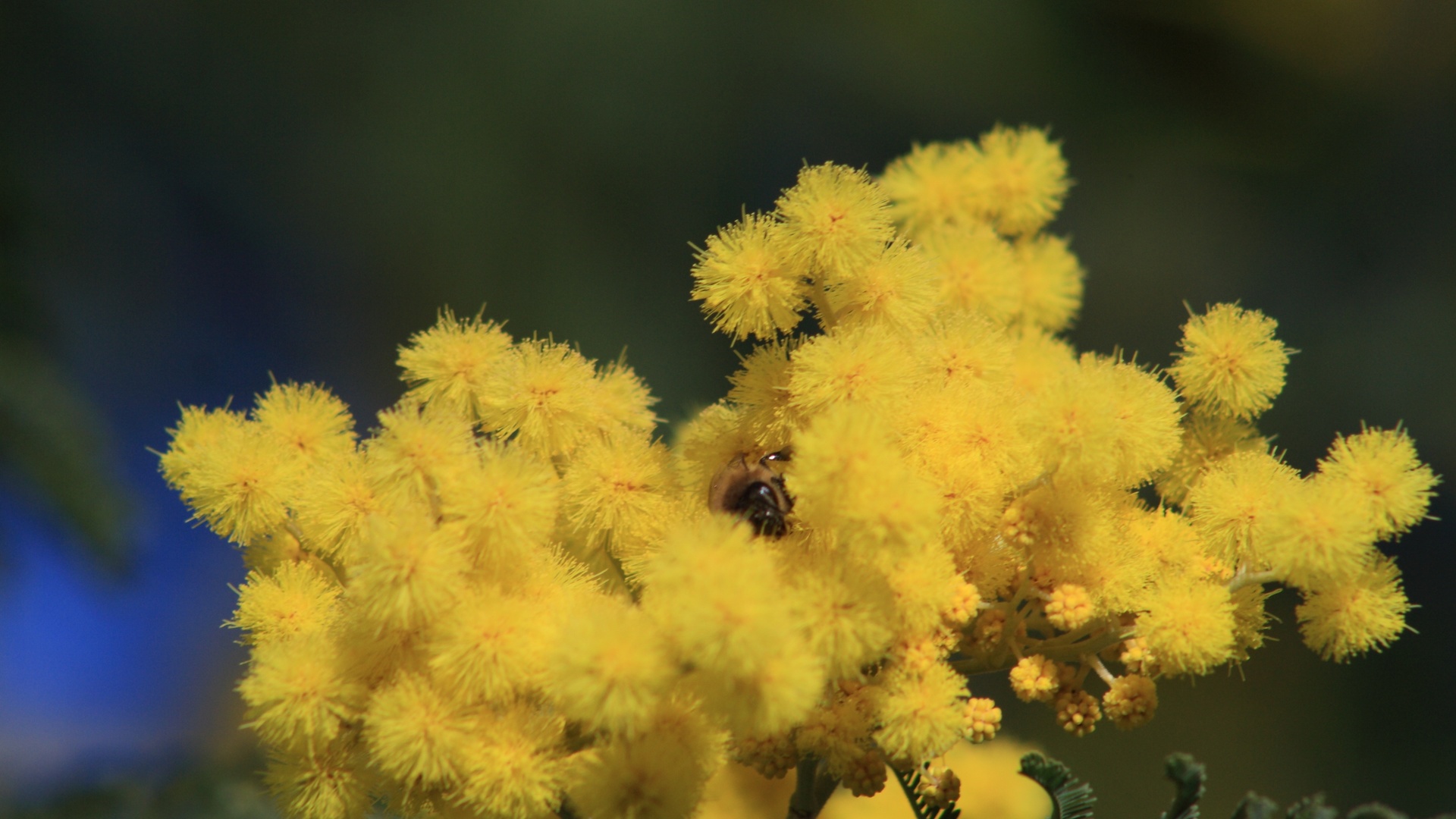 Мимоза цветок фото желтая фото