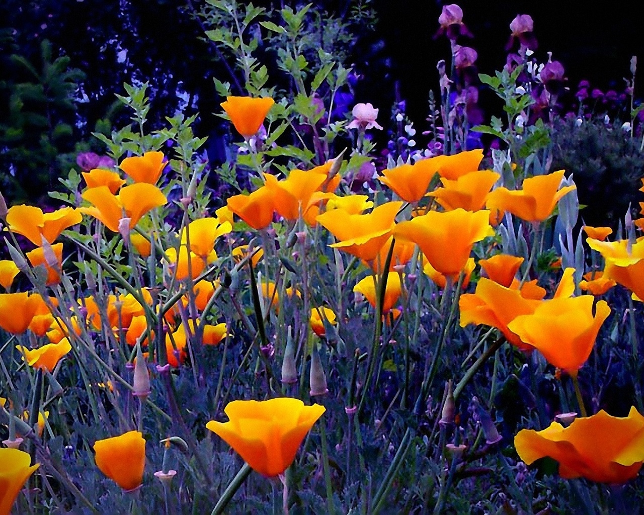 flowers bright orange garden, herbs, evening-